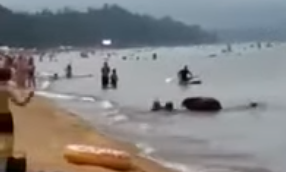 Медведица с медвежатами искупалась вместе с людьми на пляже: видео