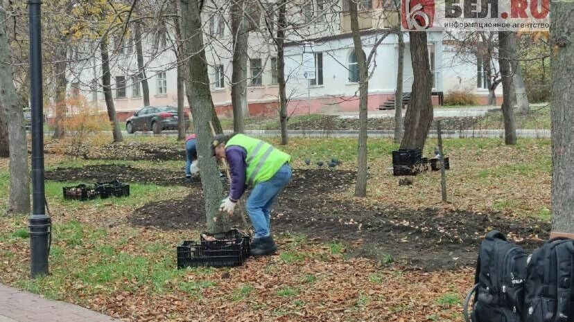 в Белгороде начали высаживать тюльпаны