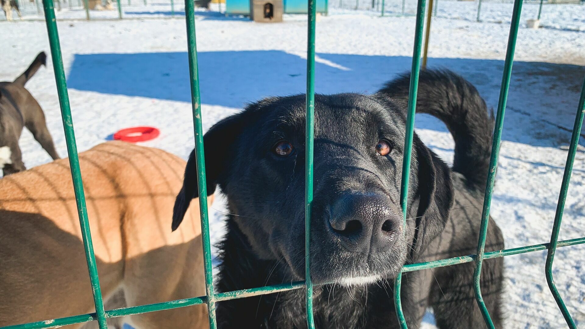 В Белгородской области создадут площадки для выгула собак