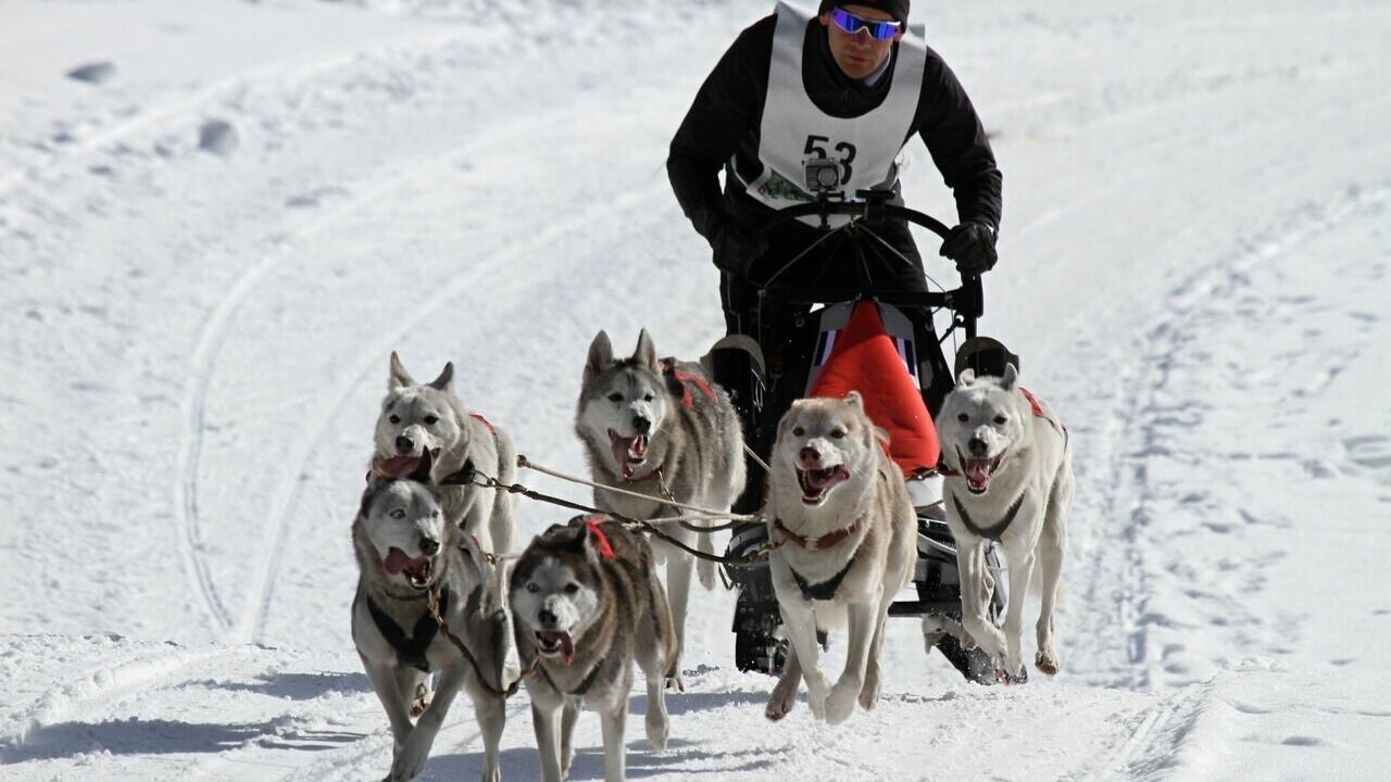 В развлекательную программу лыжного марафона в Югре включили хаски-терапию