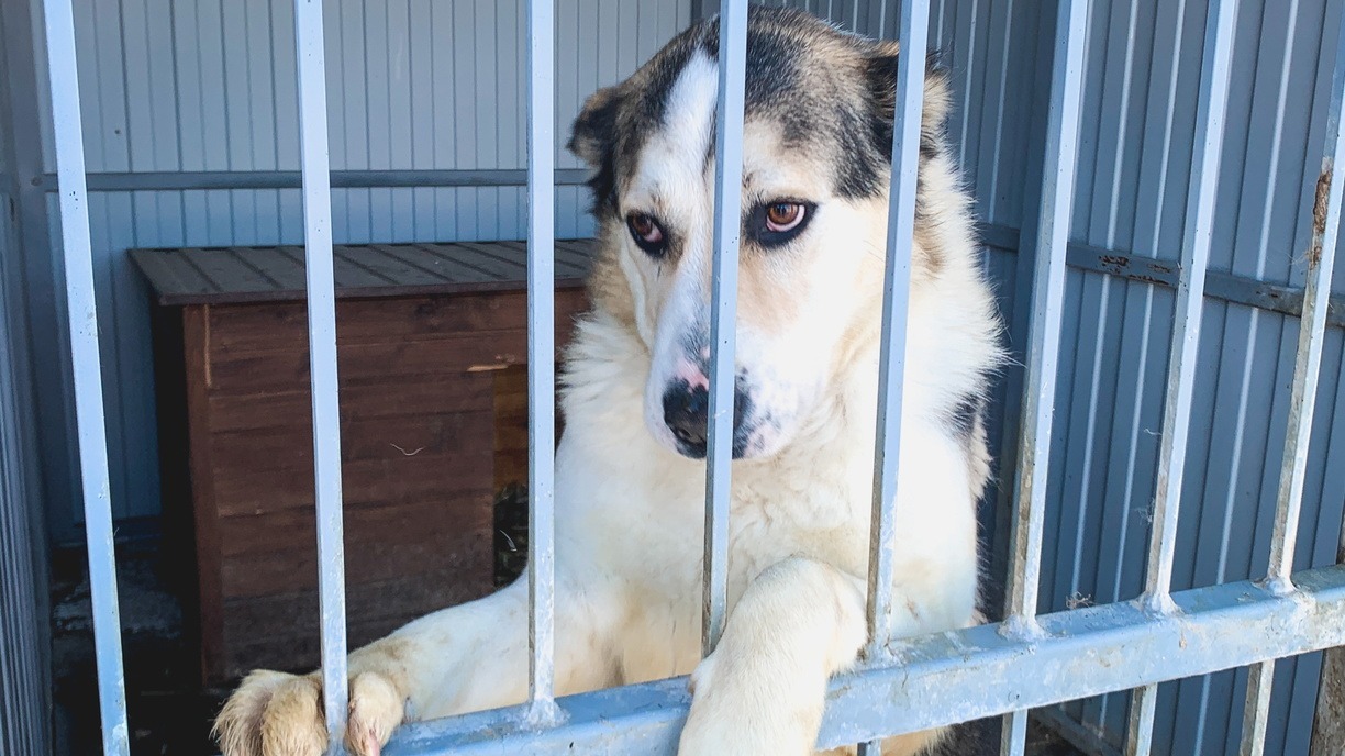 В приюте для животных в Белгороде установят новые вольеры за 2,2 млн рублей