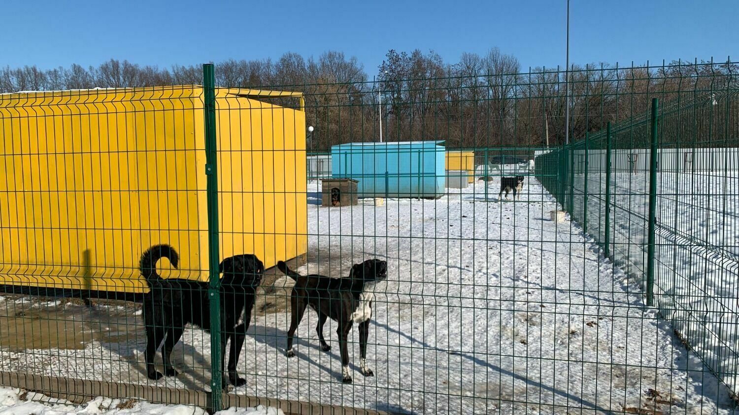 Прокуратура прокомментировала скандал вокруг приюта для собак в Белгороде