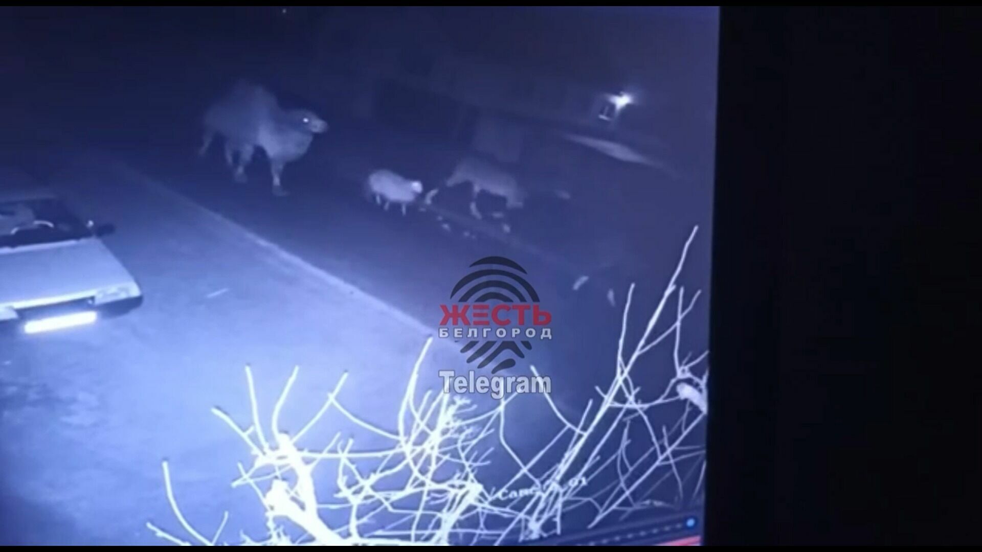 Овцы, кони и верблюд бродят в ночи по селу в Белгородской области