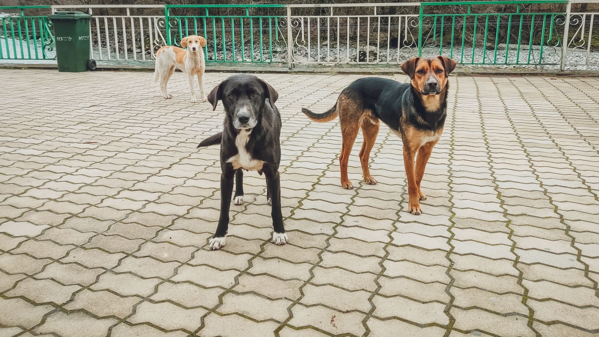 Волонтёры рассказали о помощи животным в Шебекинском округе