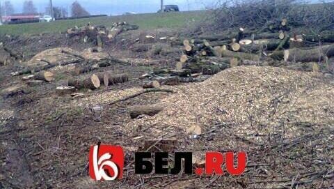 На участке за «Метро» в Белгороде, где вырубают деревья, может появиться заправка