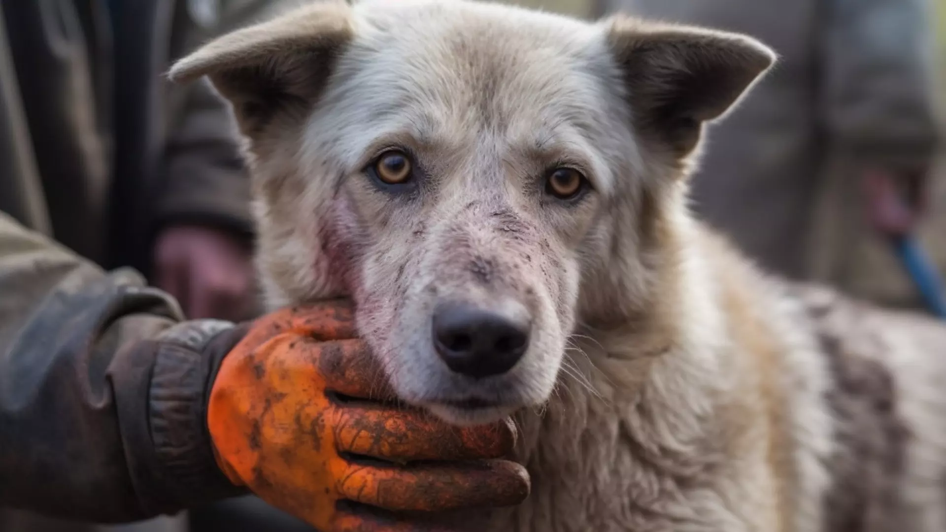Белгородка жалуется на бездомных собак в Шебекино 