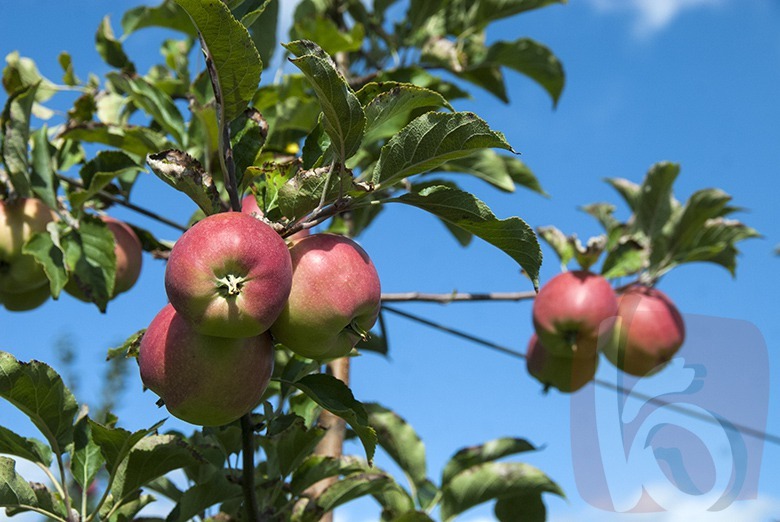 яблоки «Корочанского плодопитомника»